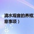 滴水观音的养殖方法和注意事项（滴水观音的养殖方法和注意事项）