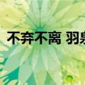 不弃不离 羽泉（关于不弃不离 羽泉的介绍）