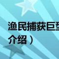 渔民捕获巨型狼鱼（关于渔民捕获巨型狼鱼的介绍）