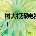 树大根深电视剧（关于树大根深电视剧的介绍）