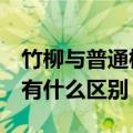 竹柳与普通柳树的区别（竹柳3号和其他竹柳有什么区别）