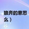 狼奔的意思（”这句话中的“驰狼”指的是什么）