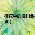 桂花中的潢川金桂有哪些特点（桂花中的潢川金桂有哪些特点）