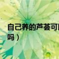 自己养的芦荟可以直接涂在脸上吗（芦荟可以直接涂在脸上吗）