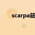 scarpa筋膜名词解释（scarpa筋膜）