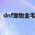 dnf宠物金毛球值多少钱（dnf宠物金毛球）