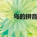 鸟的拼音怎么拼写声调（鸟的拼音）