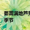 蒌蒿满地芦芽短正是河豚欲上时的意思是什么季节