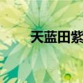 天蓝田紫草（关于天蓝田紫草简介）