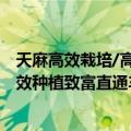 天麻高效栽培/高效种植致富直通车（关于天麻高效栽培/高效种植致富直通车简介）