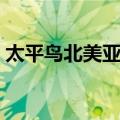 太平鸟北美亚种（关于太平鸟北美亚种简介）