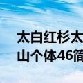 太白红杉太白山个体46（关于太白红杉太白山个体46简介）