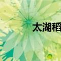 太湖稻俗（关于太湖稻俗简介）