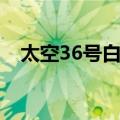 太空36号白莲（关于太空36号白莲简介）