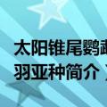 太阳锥尾鹦鹉暗羽亚种（关于太阳锥尾鹦鹉暗羽亚种简介）