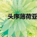 头序薄荷亚组（关于头序薄荷亚组简介）