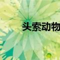 头索动物门（关于头索动物门简介）