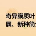 奇异膜质叶 新属、新种（关于奇异膜质叶 新属、新种简介）