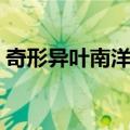 奇形异叶南洋杉（关于奇形异叶南洋杉简介）