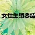 女性生殖器结核（关于女性生殖器结核简介）