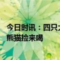 今日时讯：四只大熊猫凑一桌像在打麻将 游客饮料掉落被大熊猫捡来喝