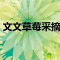 文文草莓采摘园（关于文文草莓采摘园简介）