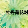 牡丹荷花对瓶（关于牡丹荷花对瓶介绍）