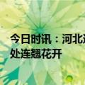 今日时讯：河北迁西500多亩芝樱竞相绽放 河北涉县太行深处连翘花开