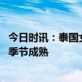 今日时讯：泰国女子发现近百斤公斤榴莲被扔路边 榴莲什么季节成熟