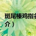 斑尾榛鸡指名亚种（关于斑尾榛鸡指名亚种简介）