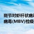 斑节对虾杆状病毒(MBV)检疫技术规范（关于斑节对虾杆状病毒(MBV)检疫技术规范简介）