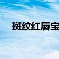 斑纹红唇宝螺（关于斑纹红唇宝螺简介）