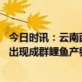 今日时讯：云南西双版纳州泼水节活动安排 四川泸州长江边出现成群鲤鱼产卵