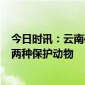 今日时讯：云南确认2个中国龙属新物种 云南龙陵首次拍到两种保护动物