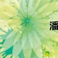 潘芸（关于潘芸介绍）