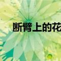 断臂上的花朵（关于断臂上的花朵简介）