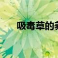 吸毒草的养殖方法（怎样养殖吸毒草）