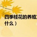 四季桂花的养殖方法和注意事项（如何养殖四季桂花要注意什么）