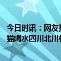 今日时讯：网友拍到野生大熊猫游泳过河 回家路上遇见大熊猫喝水四川北川村民运气好国宝都被我撞见了