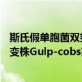 斯氏假单胞菌双突变株Gulp-cobs（关于斯氏假单胞菌双突变株Gulp-cobs简介）