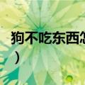 狗不吃东西怎么回事儿（狗狗不吃东西怎么办）