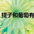 提子和葡萄有什么不同（提子和葡萄的区别）