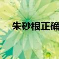 朱砂根正确养殖方法（朱砂根怎么养殖）