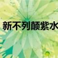 新不列颠紫水鸡（关于新不列颠紫水鸡简介）