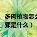 多肉植物怎么种植步骤（多肉植物怎么种植步骤是什么）