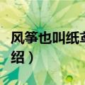 风筝也叫纸鸢其中鸢是指什么（风筝的由来介绍）