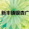 新丰镇银杏广场（关于新丰镇银杏广场简介）