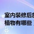 室内装修后放什么植物（室内装修后适合放的植物有哪些）