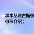 灌木丛通古斯叠层石 相似形（关于灌木丛通古斯叠层石 相似形介绍）