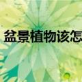 盆景植物该怎么养（室内盆栽植物养殖方法）